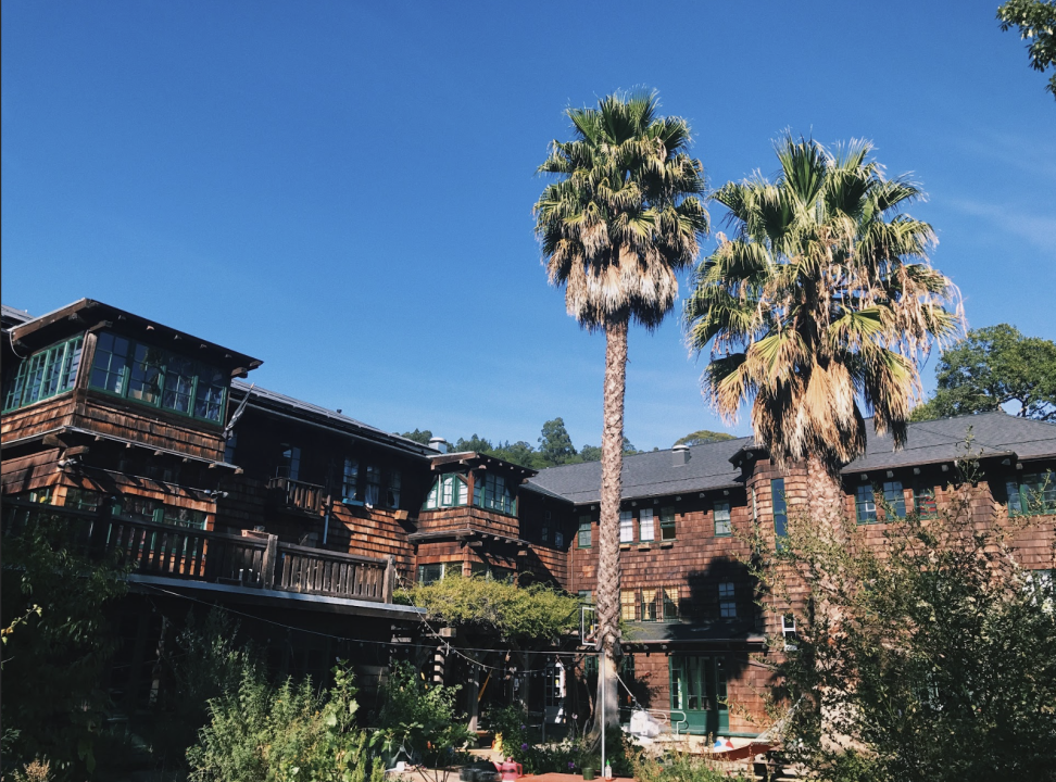 Cloyne backyard with palm trees. A large, rustic, wood-paneled building stands against a clear blue sky, with two tall palm trees towering in front. Lush greenery surrounds the lower level, creating a relaxed, natural setting.
